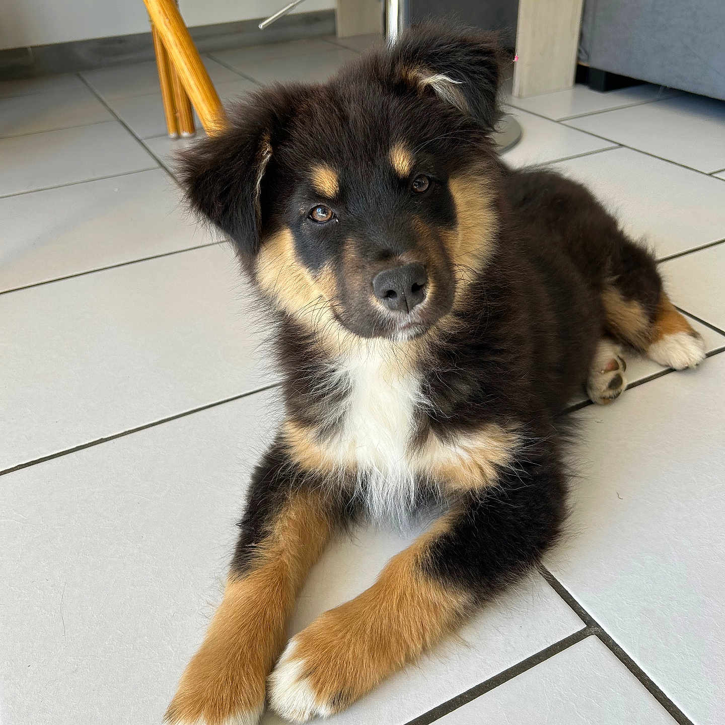 Athéna participe au concours pour gagner de l'argent avec cette photo : accessories, animal, canine, cockerspaniel, collie, dog, furniture, germanshepherd, hound, husky, indoors, interiordesign, pet, puppy, slate, snout, strap, table, tile, wood