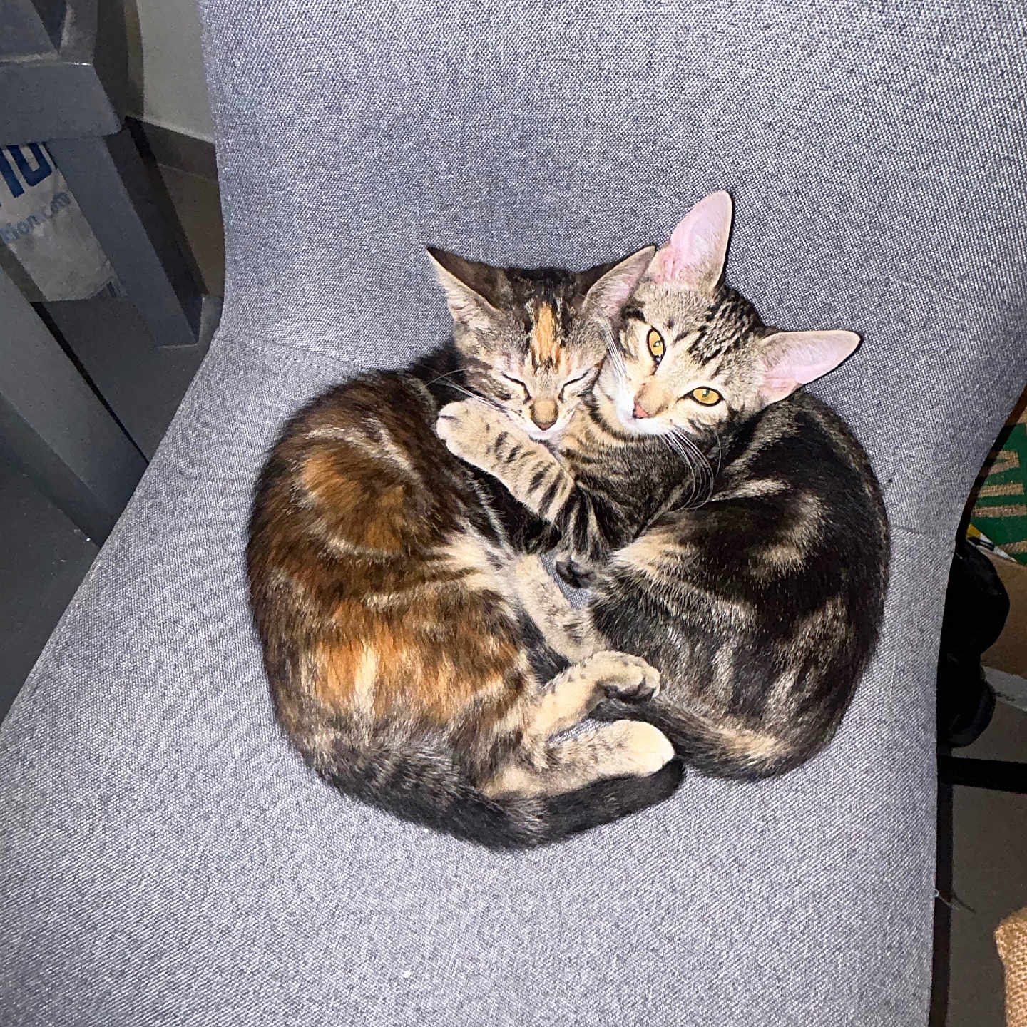 Nala Et Kiara