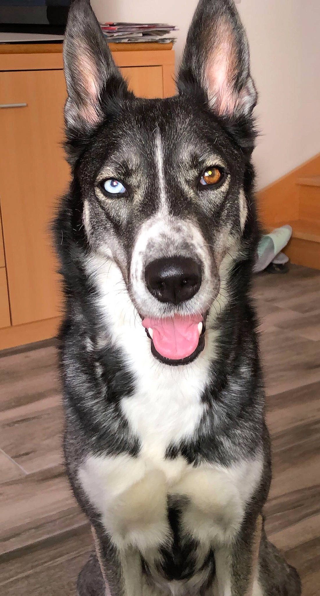 Princesse a rejoint le concours — aidez-le/la à gagner de superbes lots ! ancient_dog_breeds, art, canidae, carnivore, collar, companion_dog, dog, dog_breed, fur, herding_dog, sled_dog, sporting_group, terrestrial_animal, whiskers, working_animal, working_dog