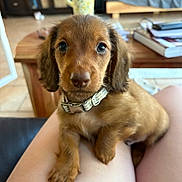 Otto joined the competition — help win amazing prizes! puppy, dog, brown_fur, collar, pet, indoor, legs, table, books, mug, bed, floor, wooden_furniture, cute, looking_at_camera, sitting, home, cozy, person, closeup