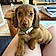 Otto