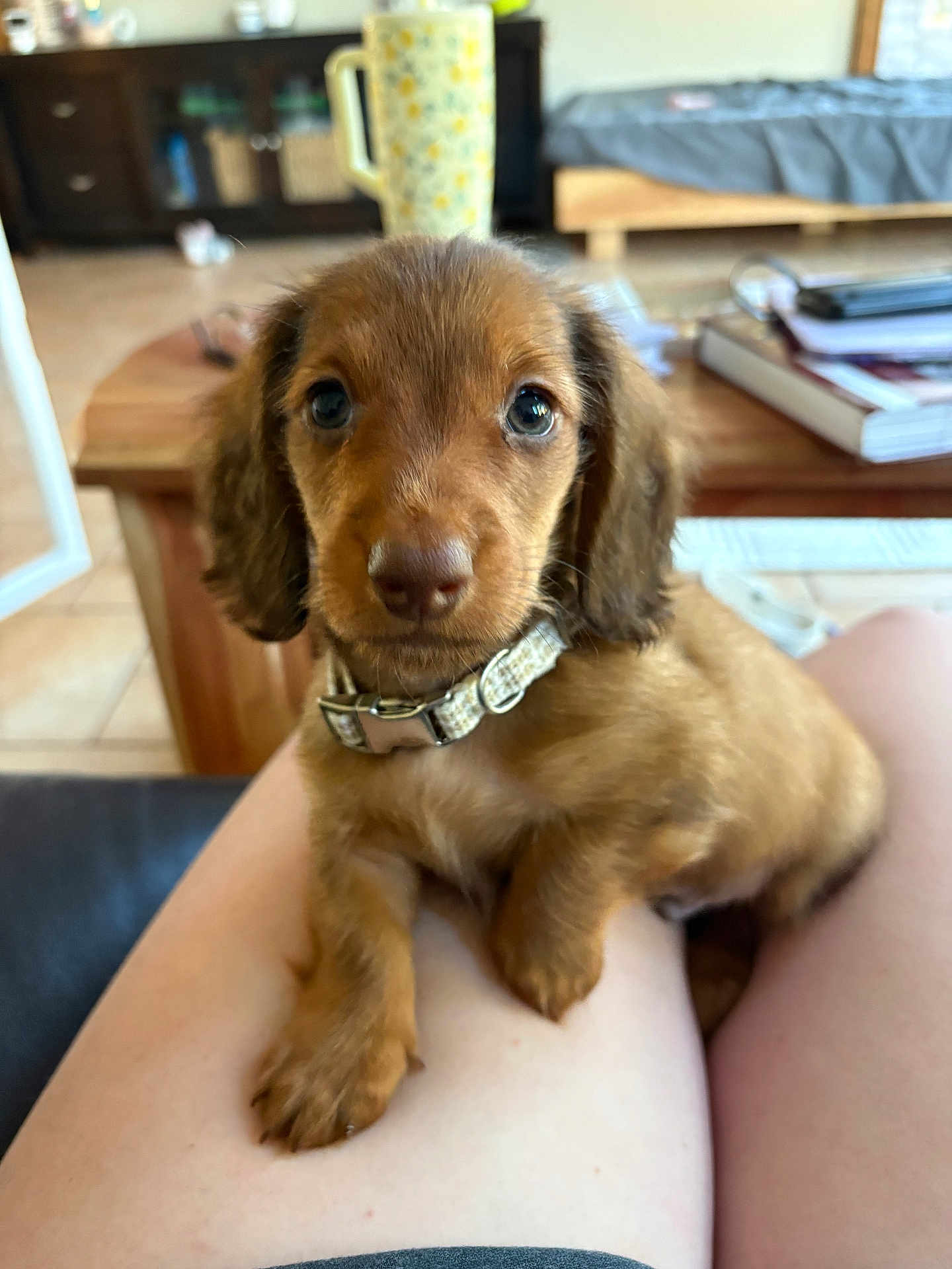 Otto joined the competition — help win amazing prizes! puppy, dog, brown_fur, collar, pet, indoor, legs, table, books, mug, bed, floor, wooden_furniture, cute, looking_at_camera, sitting, home, cozy, person, closeup
