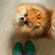 Brownie is registered to the contest to win money with this photo: puppy, dog, orange_fur, fluffy, small_dog, pet, animal, portrait, looking_up, lying_down, wooden_floor, green_shoes, person, jeans, indoor, cute, face, eyes, nose, photography