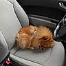 Brownie a rejoint le concours — aidez-le/la à gagner de superbes lots ! dog, puppy, sleeping, fluffy, orange, fur, curled_up, passenger_seat, car, vehicle, interior, steering_wheel, seatbelt, automotive, cozy, resting, small_dog, long_hair, cute, indoors