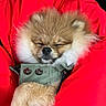 dog, puppy, small_dog, fluffy, sleeping, closed_eyes, brown_fur, white_fur, black_nose, paw, pet, jacket, clothing, red, portrait, close_up, cozy, cute, indoor, fashionable