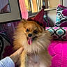 Brownie participe au concours pour gagner de l'argent avec cette photo : dog, puppy, pomeranian, fluffy, party_hat, tongue_out, sitting, pet, brown_fur, white_fur, portrait, indoors, couch, cushion, blanket, colorful, pink, hand, window, happy
