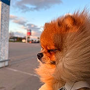 Brownie a rejoint le concours — aidez-le/la à gagner de superbes lots ! dog, puppy, fluffy, orange_fur, small_dog, pomeranian, pet, animal, face, eyes_closed, nose, fur, harness, seatbelt, vehicle, outdoor, street, sunset, sky, portrait