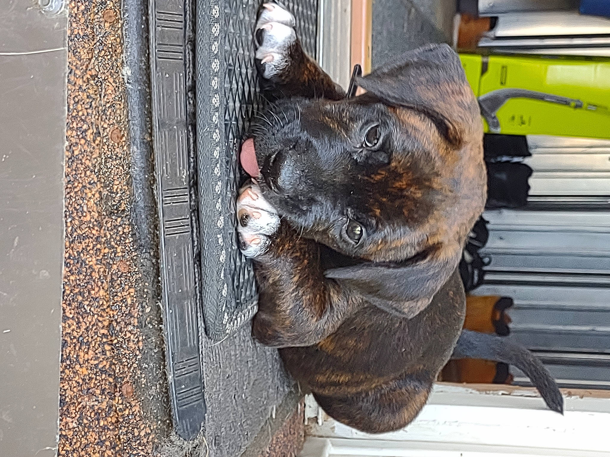 Loki joined the competition — help win amazing prizes! art, auto_part, automotive_wheel_system, dog, dog_breed, door, door_handle, fish, fur, hat, metal, sculpture, snout, sporting_group, terrestrial_animal, tree, trunk, window, wood, working_animal