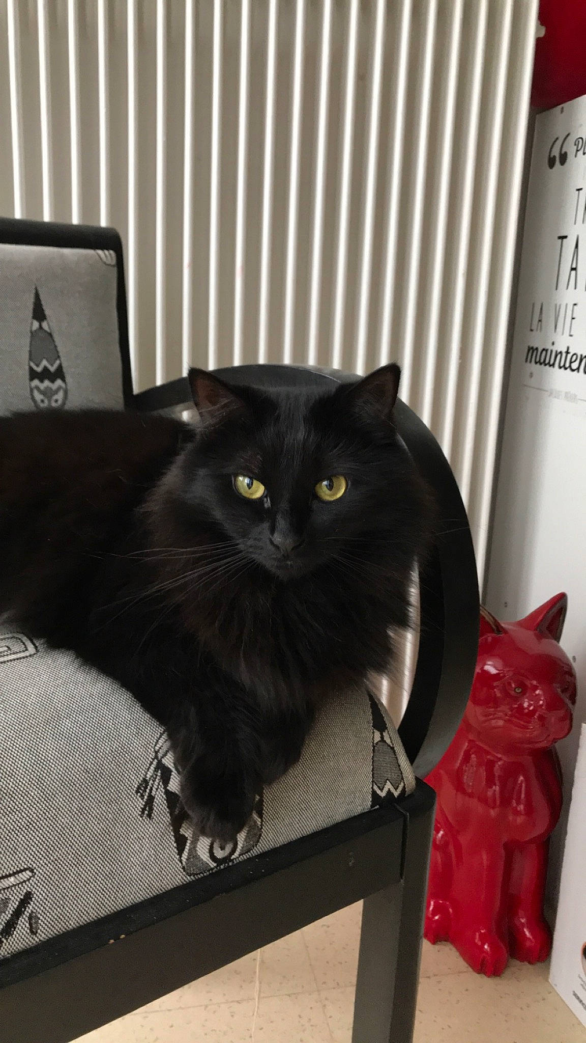 Kawa participe au concours pour gagner de l'argent avec cette photo : black, black_cat, bombay, carmine, carnivore, cat, computer, domestic_short_haired_cat, felidae, fur, grey, laptop, personal_computer, room, small_to_medium_sized_cats, tail, whiskers