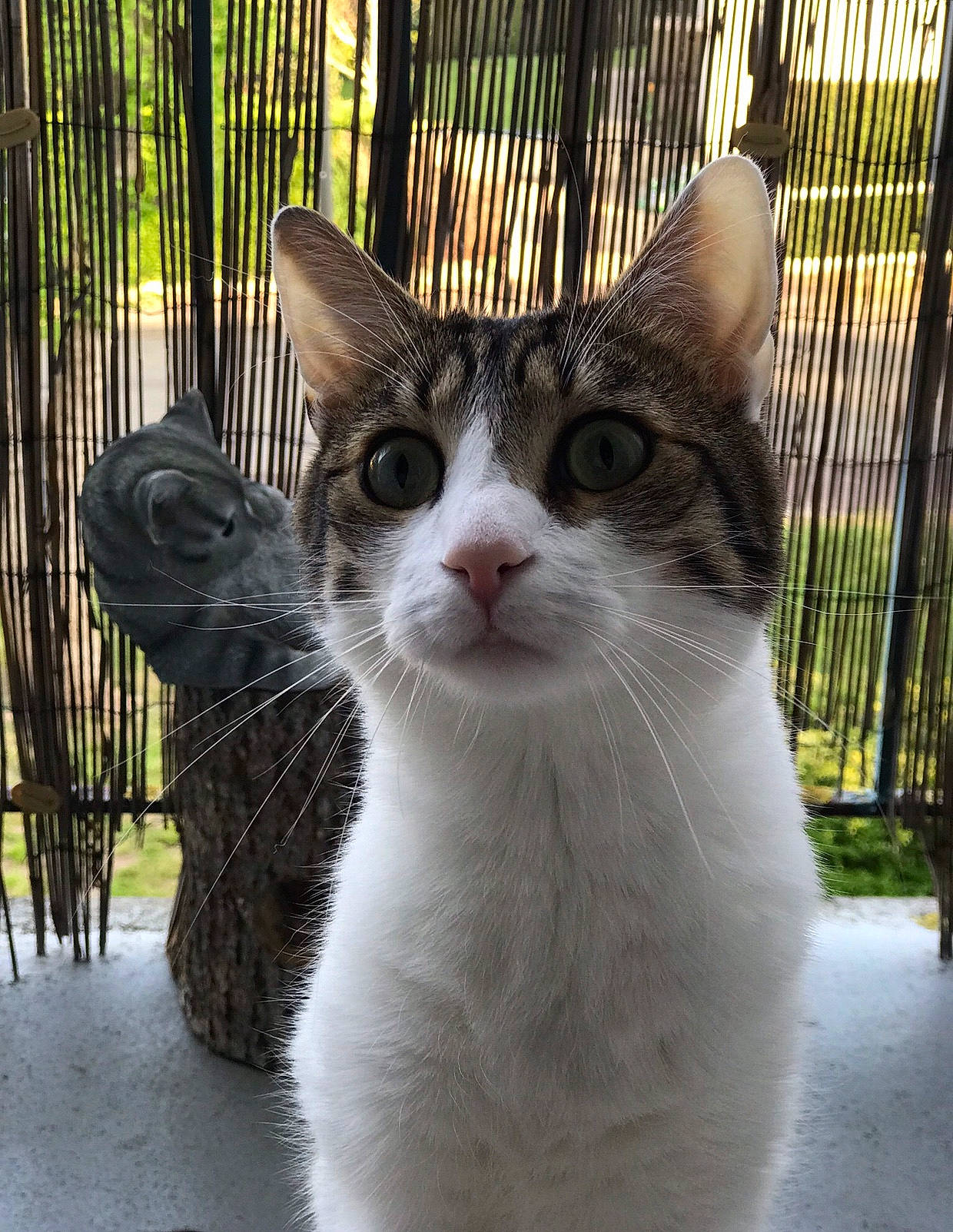 Sushi participe au concours pour gagner de l'argent avec cette photo : carnivore, cat, domestic_short_haired_cat, eye, fawn, felidae, fence, fur, grass, head, mammal, mesh, plant, small_to_medium_sized_cats, snout, tail, tree, vertebrate, whiskers, window