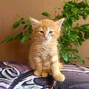 Nesquik participe au concours pour gagner de l'argent avec cette photo : animal, blanket, cat, cozy, cute, ears, eyes, feline, fur, greenery, indoor, kitten, orange_cat, pet, plant, portrait, sitting, soft, whiskers, young