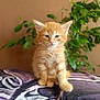 animal, blanket, cat, cozy, cute, ears, eyes, feline, fur, greenery, indoor, kitten, orange_cat, pet, plant, portrait, sitting, soft, whiskers, young