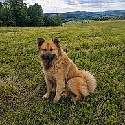 Enteï participe au concours pour gagner de l'argent avec cette photo : animal, brown, canine, clouds, daytime, dog, field, fluffy, fur, grass, hill, landscape, nature, outdoor, pet, rural, scenery, sitting, sky, tree