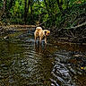 animal, bark, canine, creek, daylight, dog, forest, greenery, leaves, nature, outdoor, reflection, riverbed, shallow_water, stream, trees, walking, water, wildlife, wood
