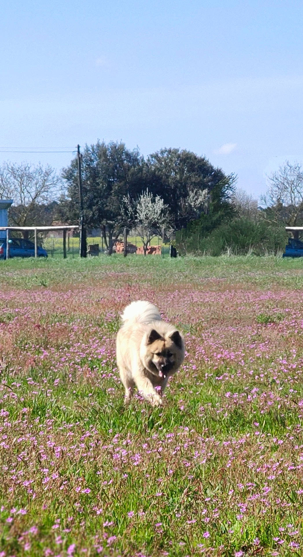 Enteï participe au concours pour gagner de l'argent avec cette photo : animal, canine, daylight, dog, field, fluffy, grass, greenery, happy, landscape, nature, outdoor, pet, purple_flowers, rural, sky, sunny, trees, walking, wildflowers