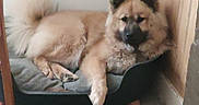 Enteï participe au concours pour gagner de l'argent avec cette photo : animal, bed, canine, corner, cozy, dog, domestic, ears, floor, fluffy, fur, house, indoor, muzzle, paw, pet, relaxed, resting, tail, wooden_wall