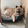 animal, bed, canine, corner, cozy, dog, domestic, ears, floor, fluffy, fur, house, indoor, muzzle, paw, pet, relaxed, resting, tail, wooden_wall