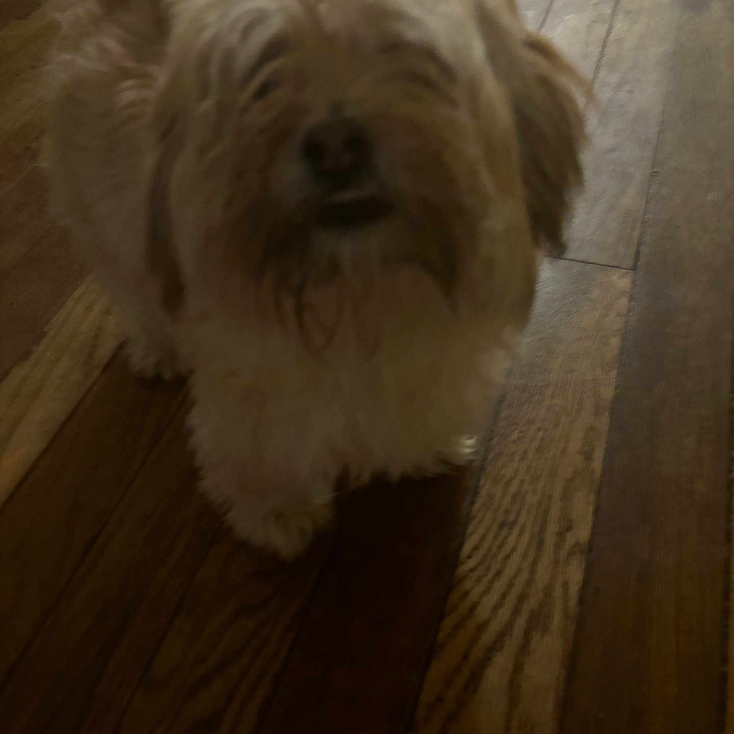 Shaggy joined the competition — help win amazing prizes! affenpinscher, animal, canine, cockerspaniel, dog, hardwood, hound, indoors, interiordesign, pet, plywood, poodle, puppy, stainedwood, terrier, whitedog, wood