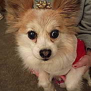 Archie is registered to the contest to win money with this photo: dog, small_dog, fluffy, pet, cute, indoor, carpet, gold_bow, animal, fur, ears, face, nose, eyes, human_hand, holding, red_clothing, cozy, portrait, close_up