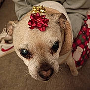 Brownie joined the competition — help win amazing prizes! dog, pet, indoor, clothing, holiday, christmas, decorations, carpet, bow, cute, closeup, face, animal, warm, cozy, looking_up, small_dog, furry, ears, nose