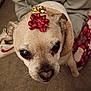 animal, bow, carpet, christmas, closeup, clothing, cozy, cute, decorations, dog, ears, face, furry, holiday, indoor, looking_up, nose, pet, small_dog, warm