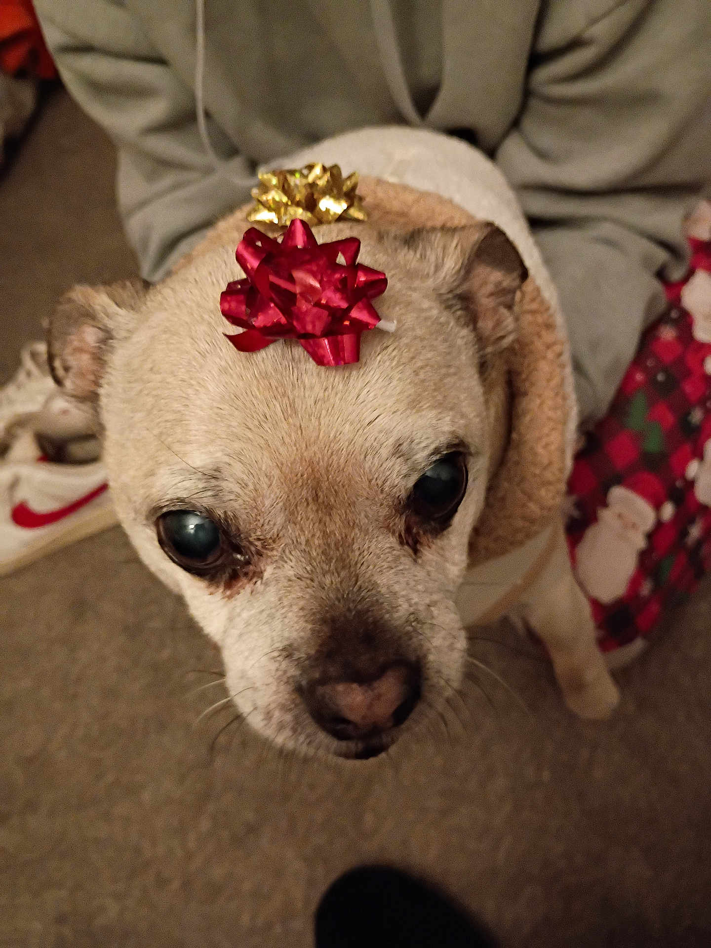 Brownie joined the competition — help win amazing prizes! dog, pet, indoor, clothing, holiday, christmas, decorations, carpet, bow, cute, closeup, face, animal, warm, cozy, looking_up, small_dog, furry, ears, nose
