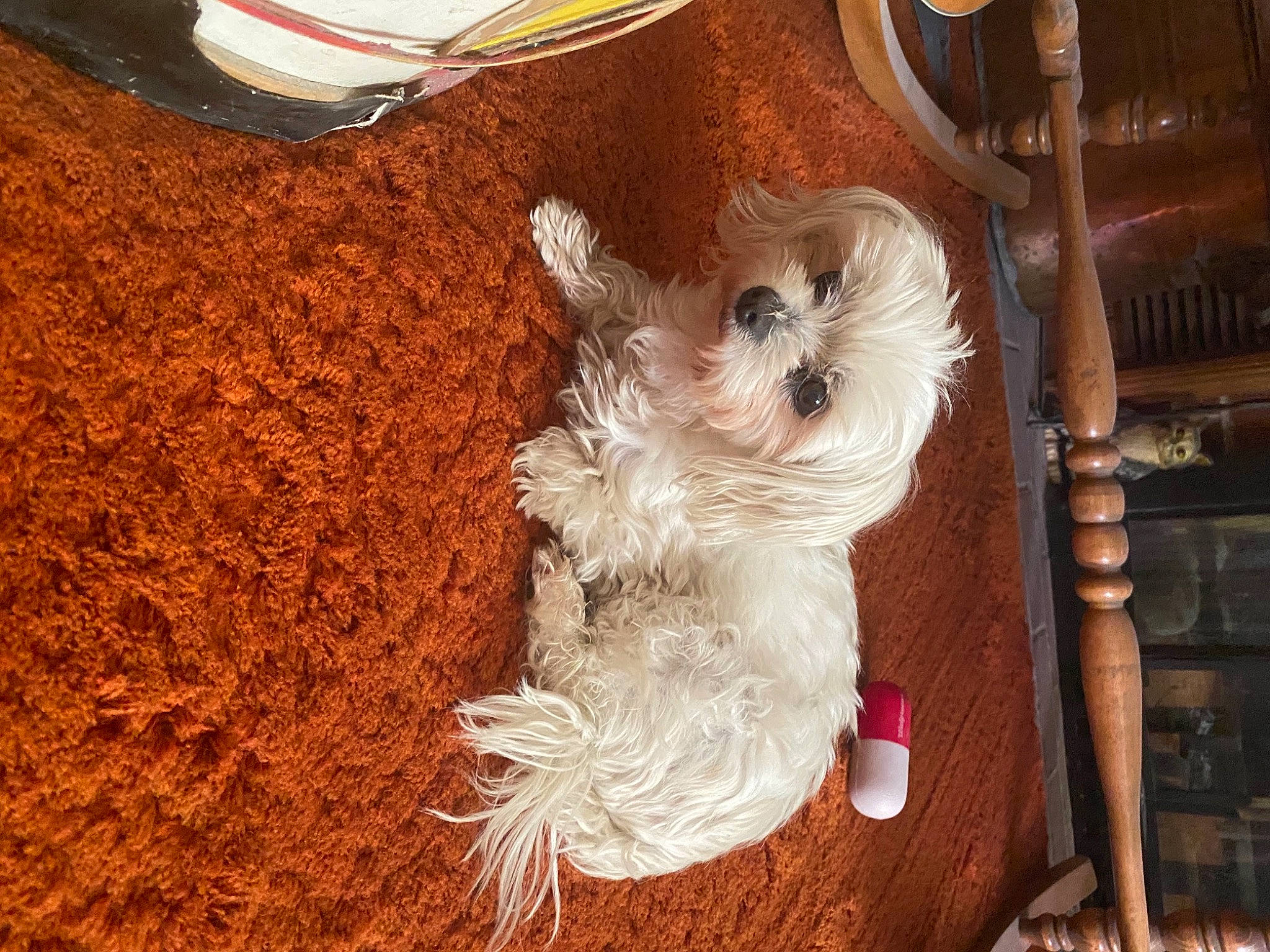 Sofie joined the competition — help win amazing prizes! bichon, canidae, carnivore, companion_dog, dog, dog_breed, dog_supply, fawn, fur, hardwood, kitchen_utensil, liver, small_terrier, snout, sporting_group, tail, terrier, toy_dog, wood, working_animal