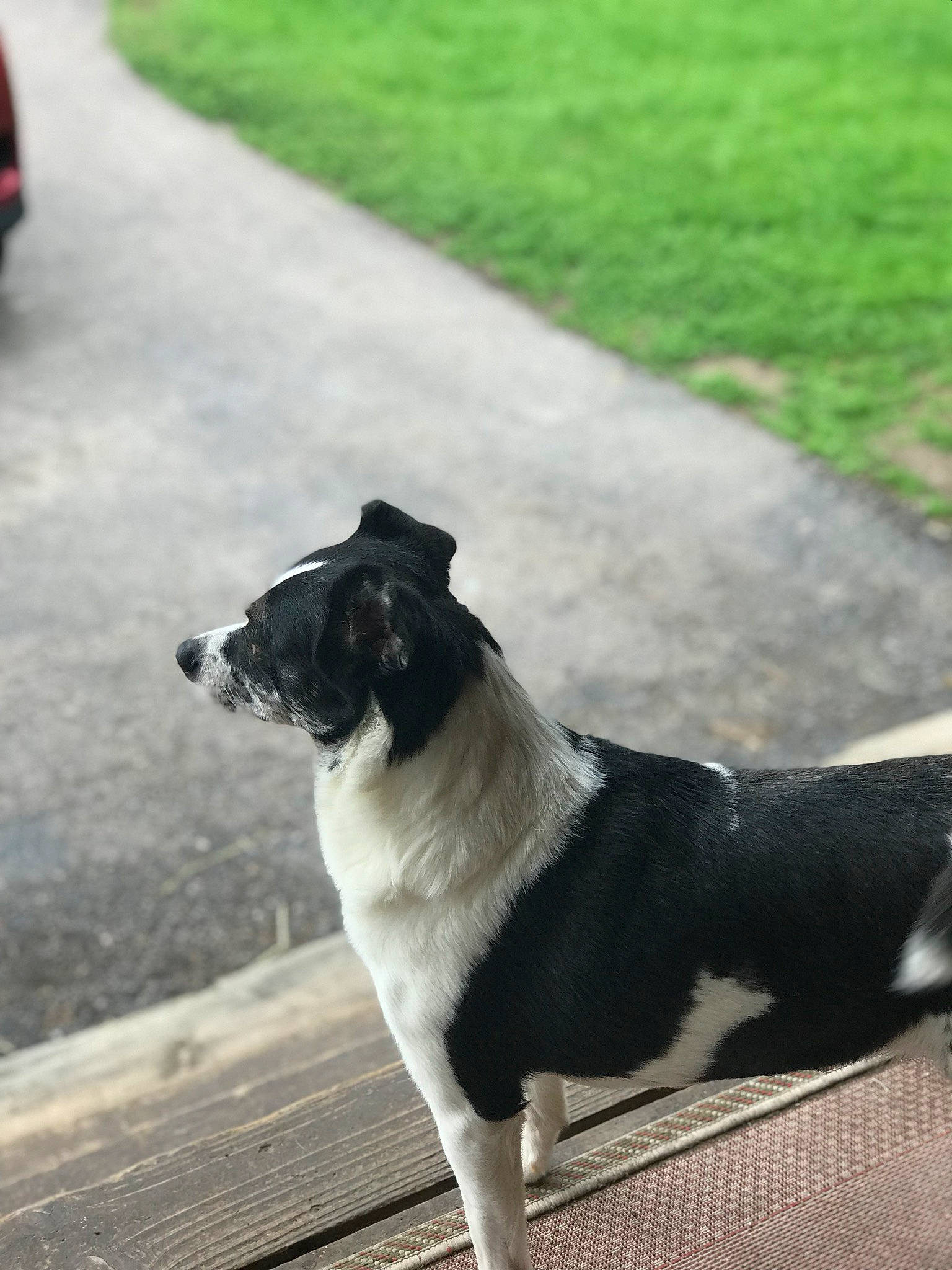 Oakley is registered to the contest to win money with this photo: asphalt, canidae, carnivore, collar, companion_dog, dog, dog_breed, fawn, flooring, grass, plant, road_surface, shadow, sidewalk, snout, sporting_group, tail, terrier, whiskers, working_animal