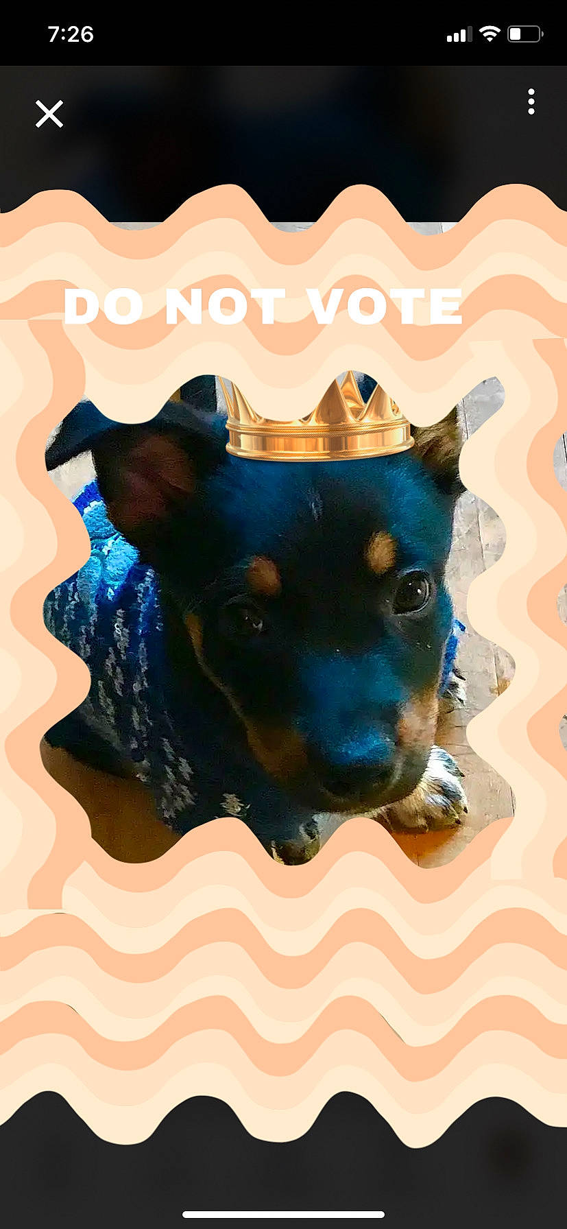 Acey Babes joined the competition — help win amazing prizes! art, azure, canidae, carnivore, companion_dog, dog, dog_breed, electric_blue, fawn, font, illustration, paint, painting, personal_protective_equipment, snout, sporting_group, visual_arts, whiskers, window, working_animal