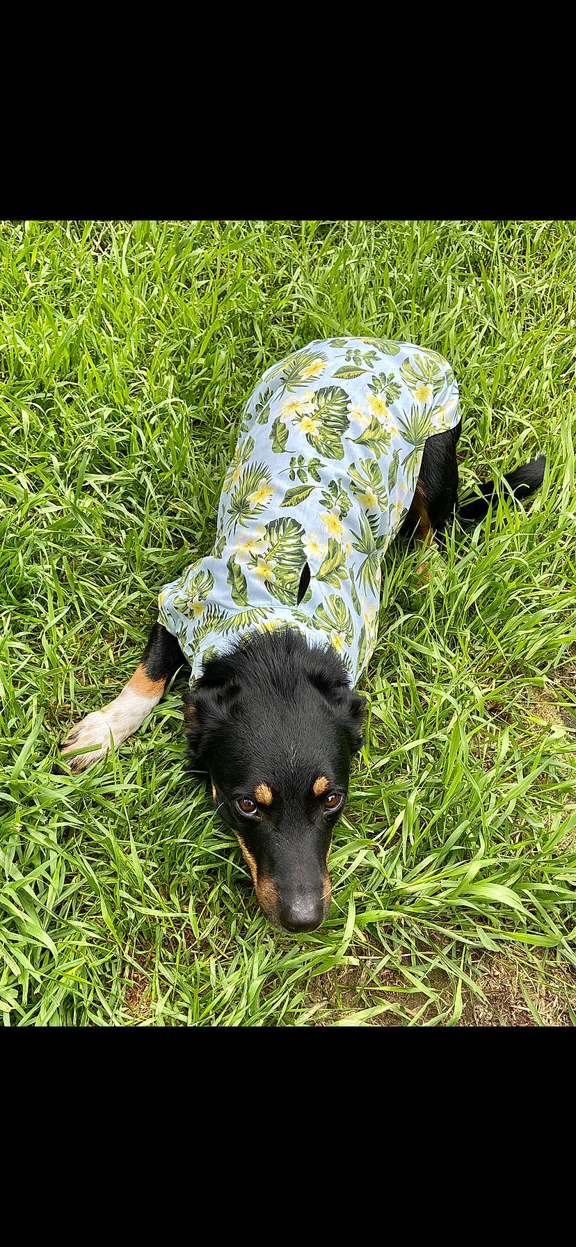 Acey Babes is registered to the contest to win money with this photo: canidae, carnivore, companion_dog, dog, dog_breed, fawn, fur, grass, grass_family, grassland, groundcover, hunting_dog, lawn, people_in_nature, plant, sporting_group, tail, terrestrial_animal, working_animal, working_dog