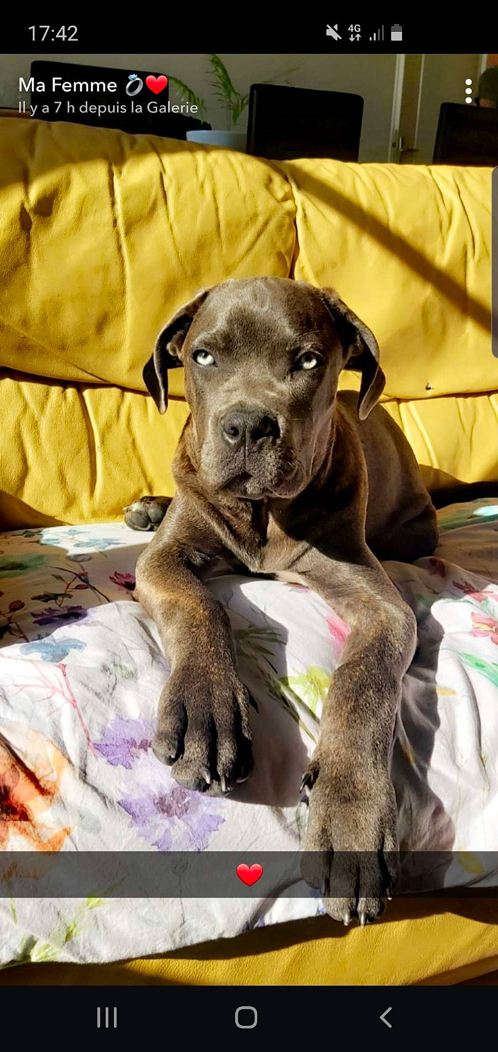 Buzz participe au concours pour gagner de l'argent avec cette photo : canidae, carnivore, collar, comfort, companion_dog, dog, dog_breed, dog_collar, dog_supply, fawn, liver, pet_supply, rampur_greyhound, sighthound, snout, sporting_group, terrestrial_animal, toy_dog, whiskers, working_animal