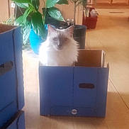 Caspian joined the competition — help win amazing prizes! animal, blue_box, cardboard_box, cat, container, cozy, cute, domestic_cat, floor, fluffy, furniture, houseplant, indoor, living_room, pet, plant, potted_plant, relaxed, sitting, wood_floor