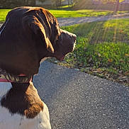 Dixie joined the competition — help win amazing prizes! dog, outdoor, sunlight, park, path, grass, trees, brown, white, animal, pet, canine, nature, daylight, collar, pavement, side_view, peaceful, sunflare, autumn