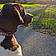 Dixie
