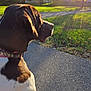 dog, outdoor, sunlight, park, path, grass, trees, brown, white, animal, pet, canine, nature, daylight, collar, pavement, side_view, peaceful, sunflare, autumn