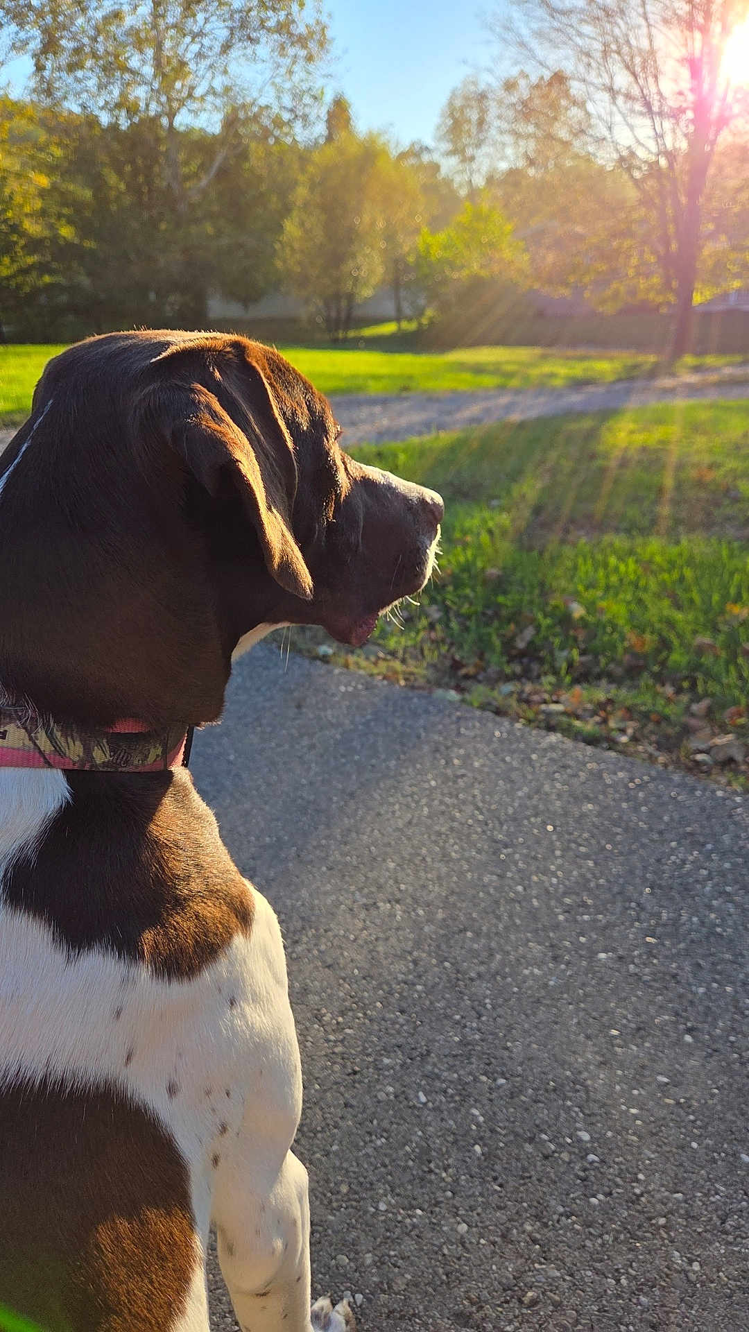 Dixie