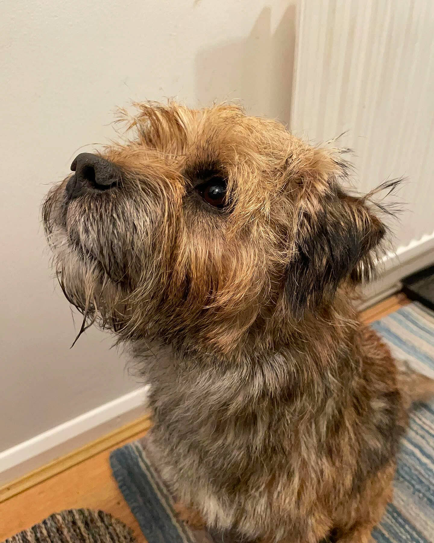 Otto participe au concours pour gagner de l'argent avec cette photo : canidae, carnivore, collar, companion_dog, dog, dog_breed, fur, small_terrier, snout, sporting_group, terrestrial_animal, terrier, toy, toy_dog, working_animal, working_terrier