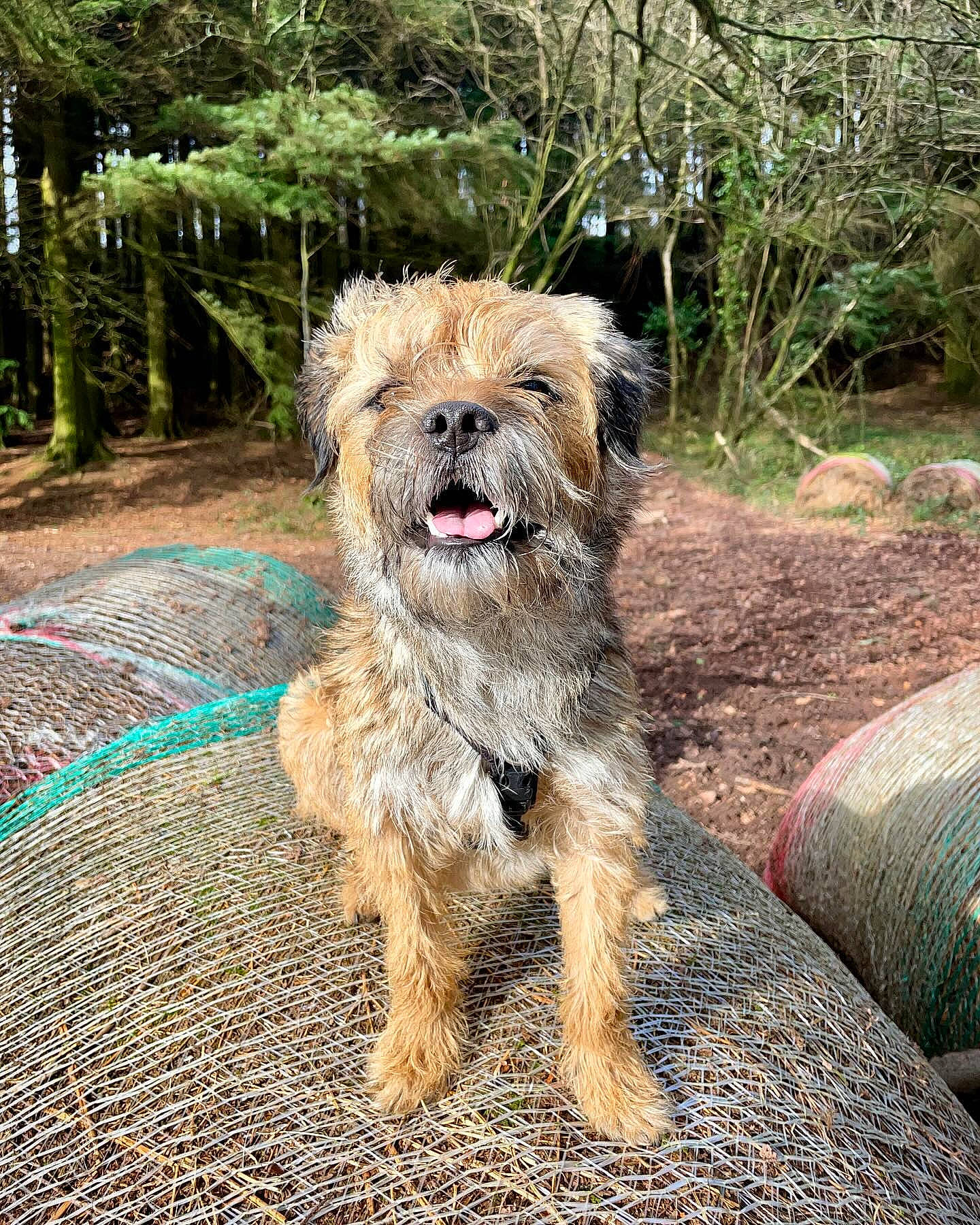 Otto a rejoint le concours — aidez-le/la à gagner de superbes lots ! canidae, carnivore, collar, companion_dog, dog, dog_breed, dog_collar, dog_supply, fur, plant, small_terrier, soil, tail, terrier, toy_dog, tree, water_dog, working_animal, working_terrier, yorkipoo