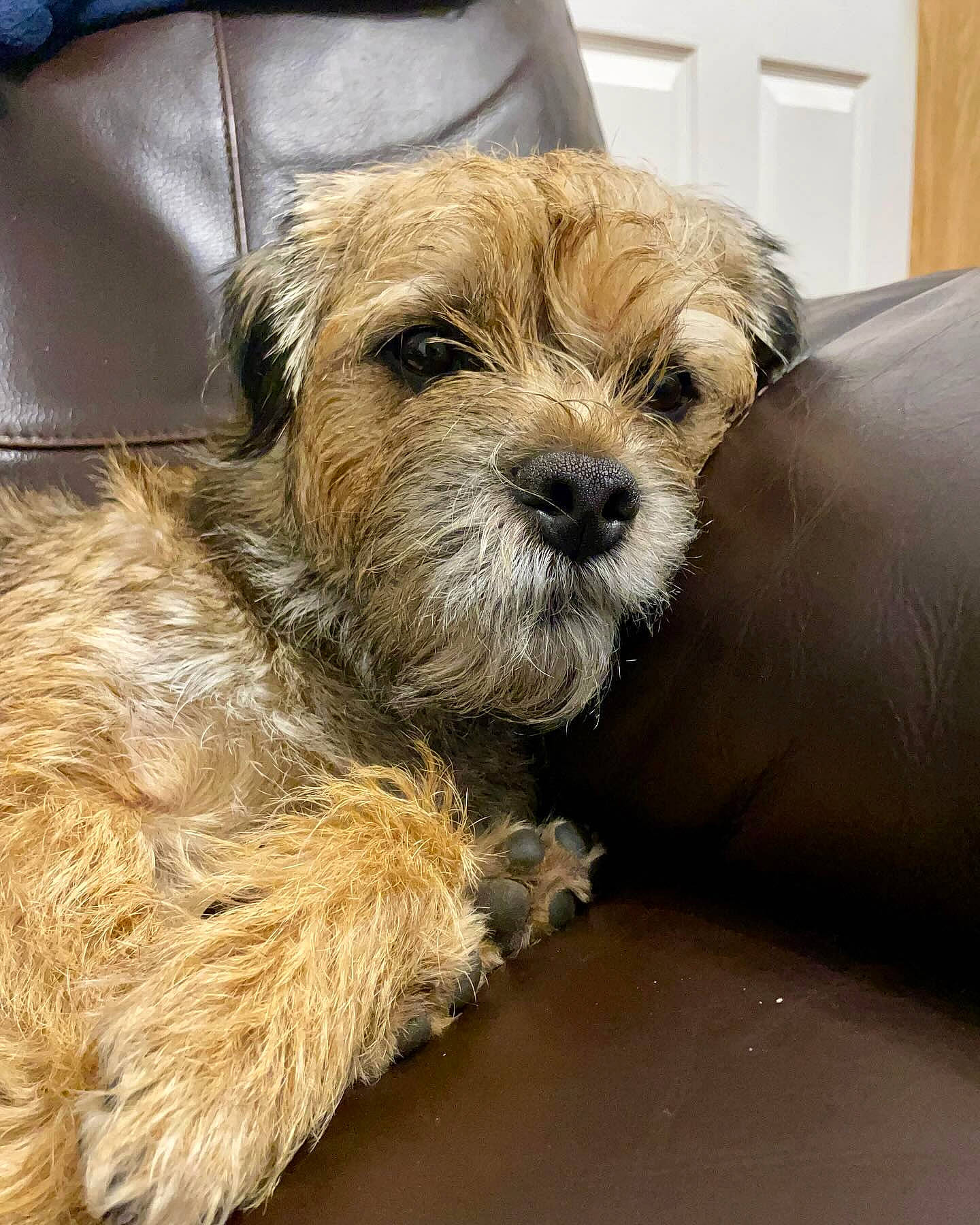 Otto a rejoint le concours — aidez-le/la à gagner de superbes lots ! canidae, carnivore, comfort, companion_dog, couch, dog, dog_breed, door, fur, home_door, liver, maltepoo, puppy, shih_poo, small_terrier, snout, sporting_group, terrier, toy_dog, working_animal