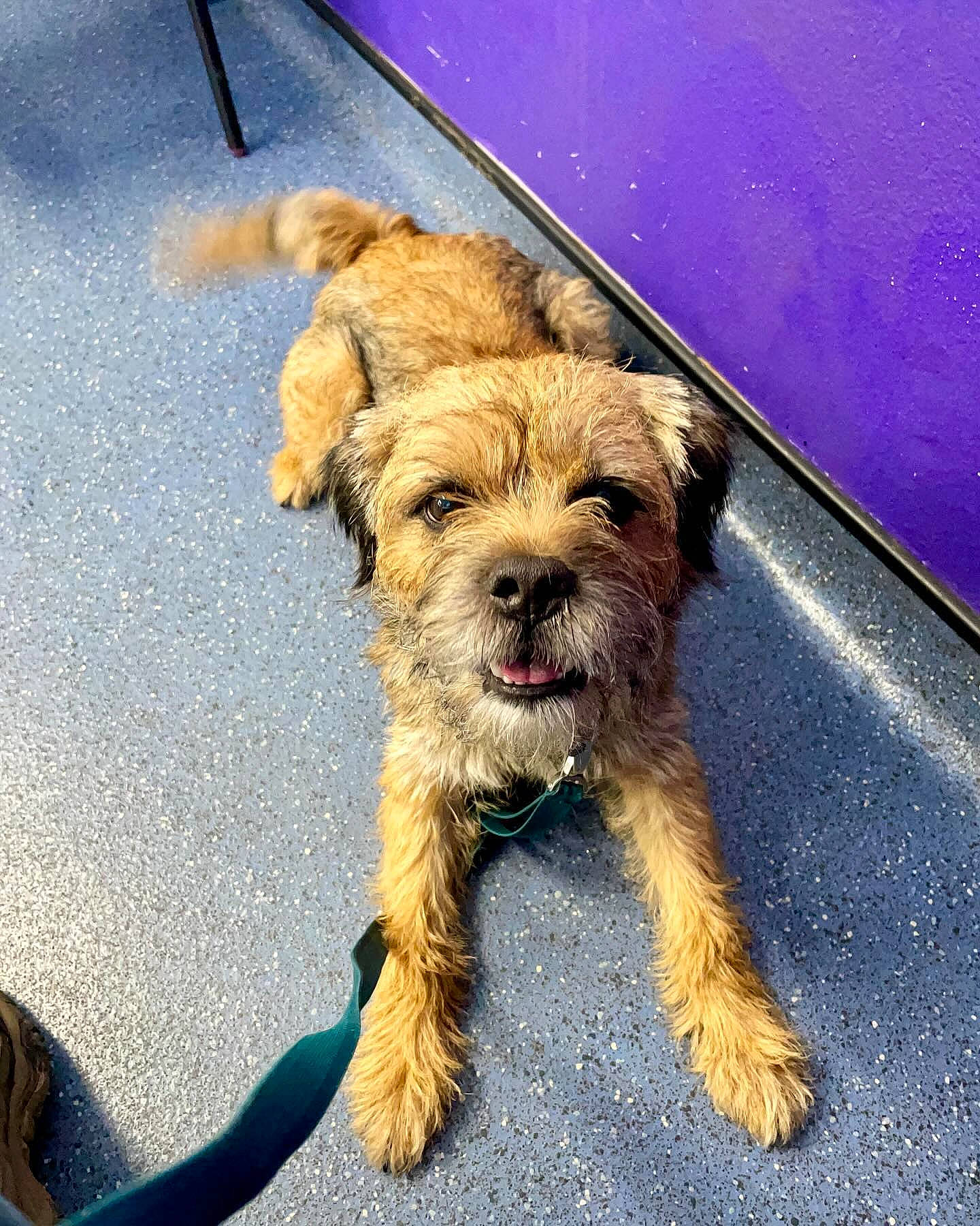 Otto a rejoint le concours — aidez-le/la à gagner de superbes lots ! asphalt, carnivore, companion_dog, dog, dog_breed, road_surface, small_terrier, snout, sporting_group, terrier, toy_dog, working_animal, working_terrier, yorkipoo