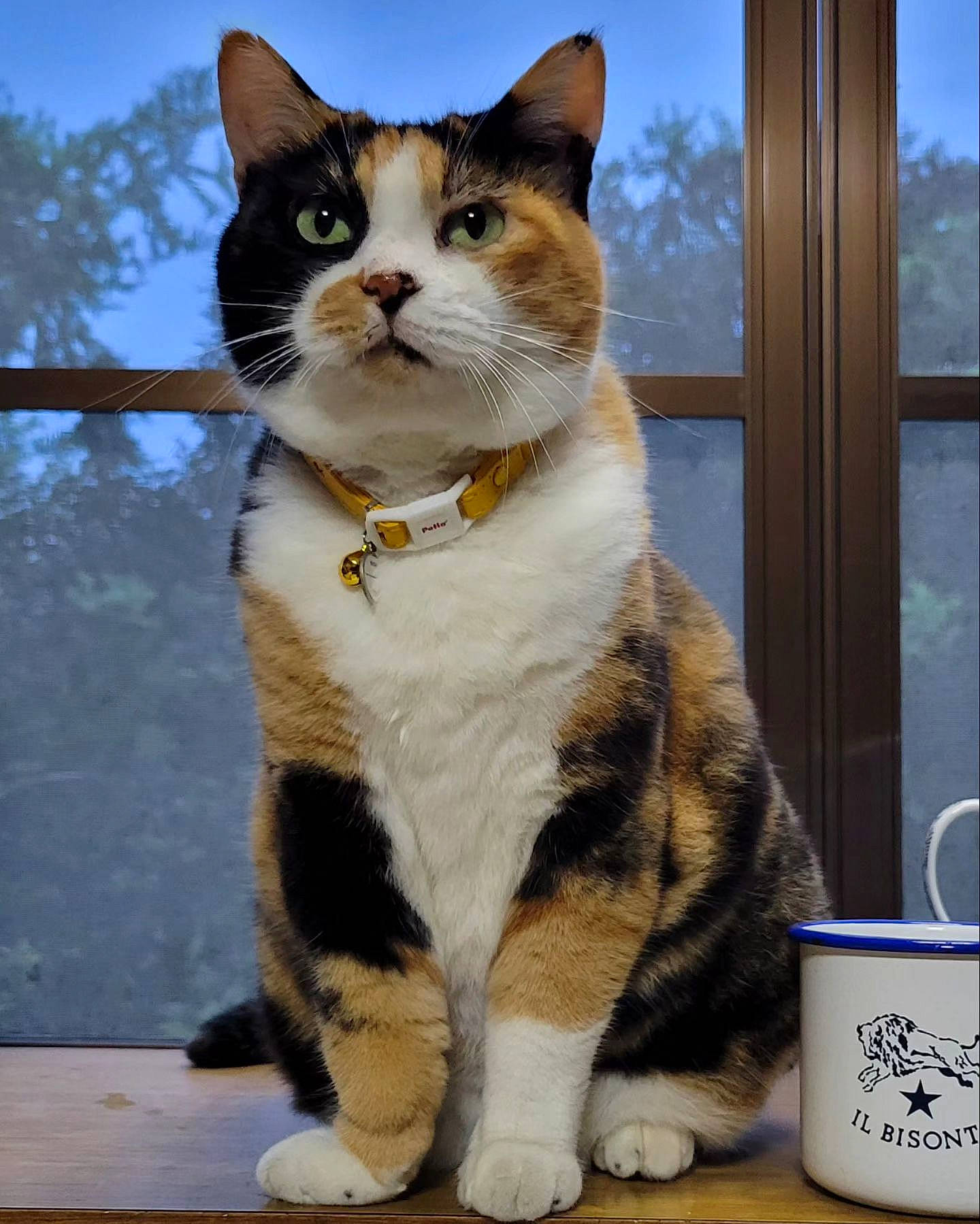 Jack participe au concours pour gagner de l'argent avec cette photo : carnivore, cat, cup, domestic_short_haired_cat, fawn, felidae, foot, fur, paw, serveware, sitting, sky, small_to_medium_sized_cats, snout, tail, terrestrial_animal, tree, whiskers, window, wood