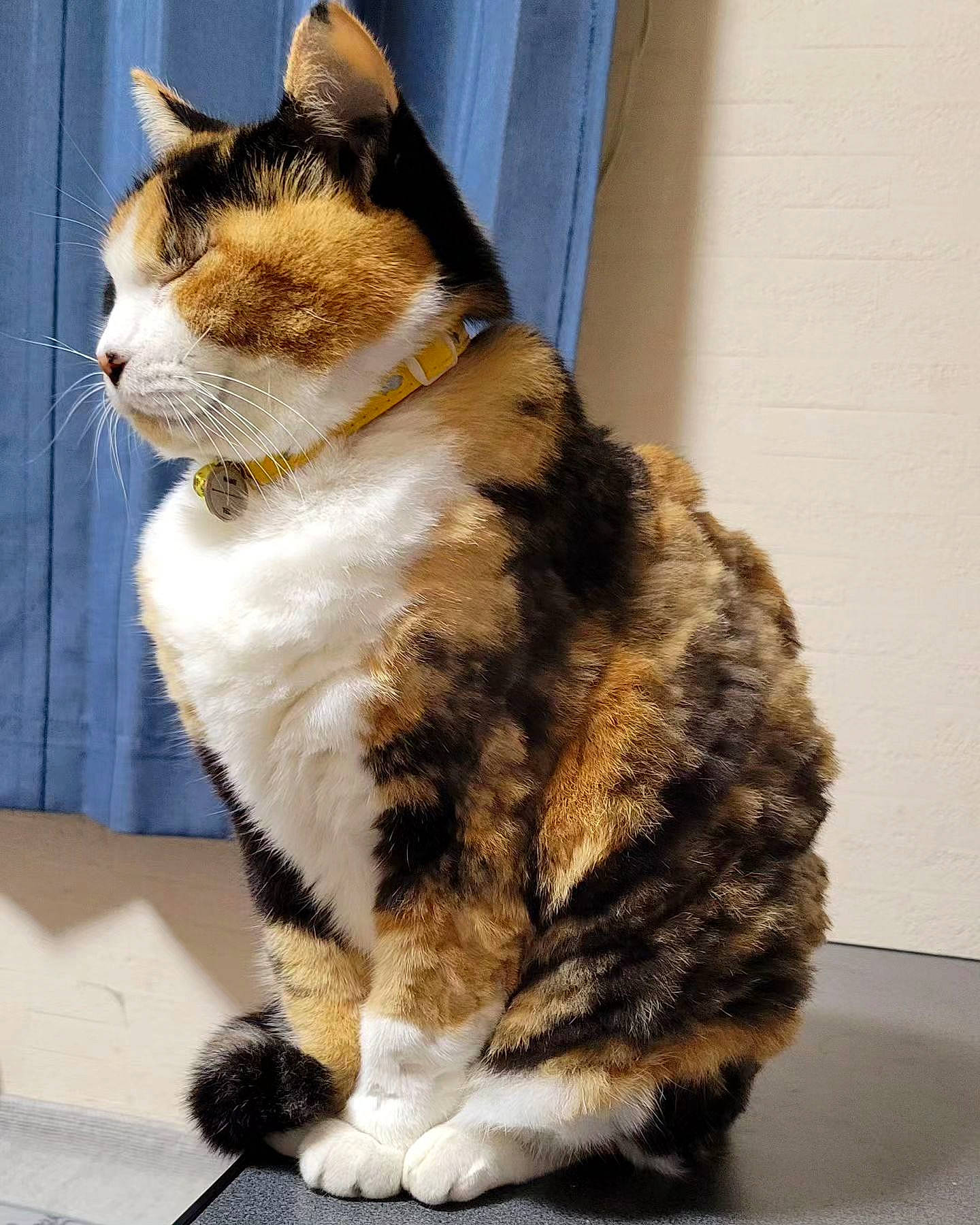 Jack participe au concours pour gagner de l'argent avec cette photo : carnivore, cat, claw, domestic_short_haired_cat, fawn, felidae, fur, paw, sitting, small_to_medium_sized_cats, snout, tail, terrestrial_animal, whiskers, window, wood