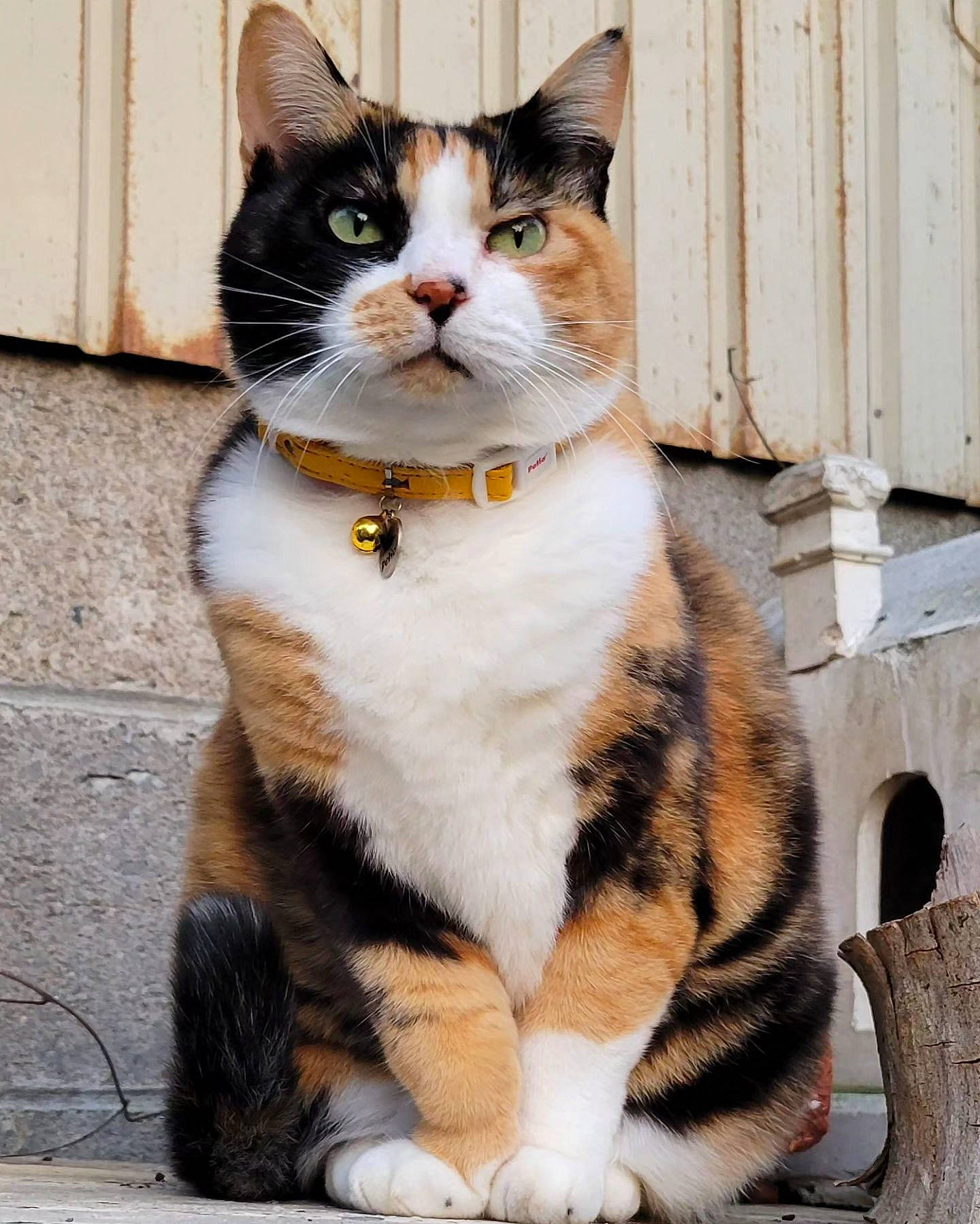 Jack participe au concours pour gagner de l'argent avec cette photo : carnivore, cat, domestic_short_haired_cat, eye, fawn, felidae, foot, fur, head, moustache, paw, plant, sitting, small_to_medium_sized_cats, snout, tail, terrestrial_animal, tree, whiskers, wood