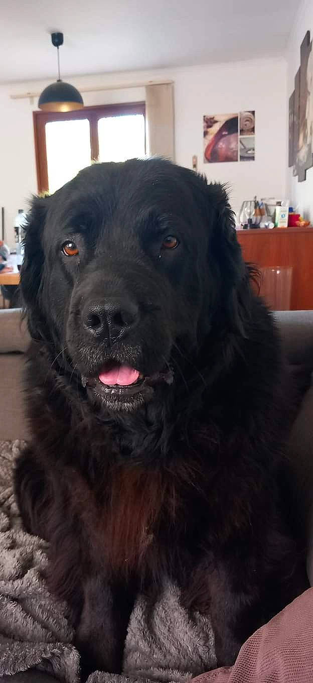 Jody a rejoint le concours — aidez-le/la à gagner de superbes lots ! borador, canidae, carnivore, collar, companion_dog, dog, dog_breed, dog_collar, fur, gaddi_kutta, giant_dog_breed, guard_dog, gun_dog, liver, retriever, snout, sporting_group, whiskers, working_animal, working_dog