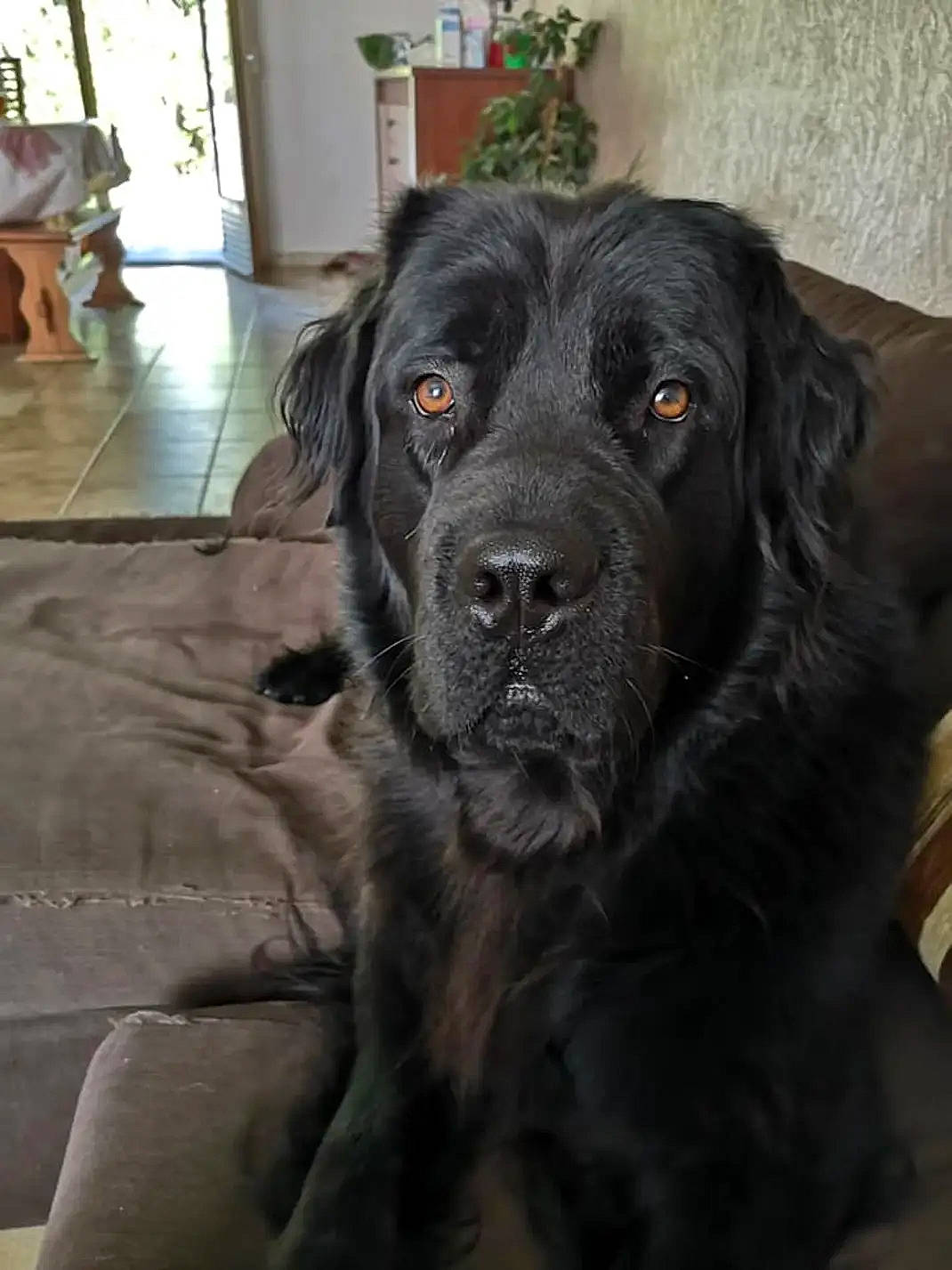 Jodie a rejoint le concours — aidez-le/la à gagner de superbes lots ! borador, canidae, carnivore, chair, companion_dog, dog, dog_breed, dog_collar, flooring, fur, gun_dog, hardwood, houseplant, plant, snout, sporting_group, working_animal, working_dog