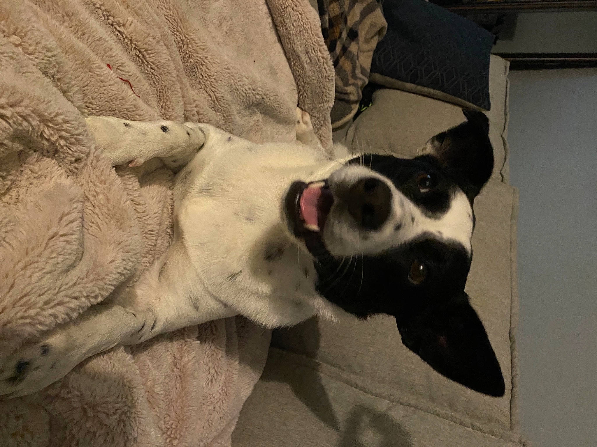 Gracie Mae is registered to the contest to win money with this photo: canidae, carnivore, collar, companion_dog, couch, dog, dog_breed, dog_collar, fur, jaw, paw, pet_supply, snout, sporting_group, terrestrial_animal, tongue, vertebrate, whiskers, working_animal, working_dog