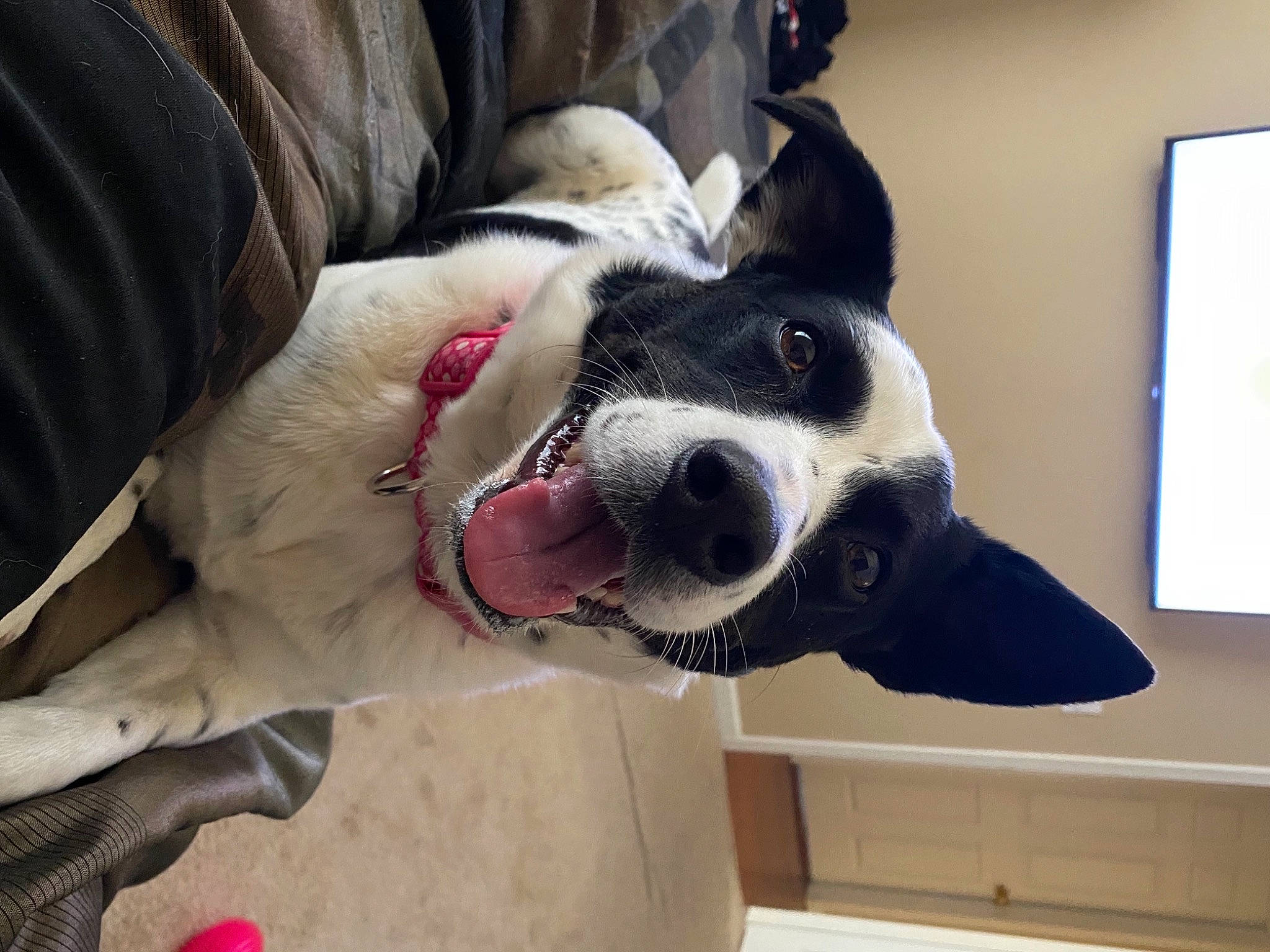 Gracie Mae joined the competition — help win amazing prizes! canidae, carmine, carnivore, collar, companion_dog, display_device, dog, dog_breed, dog_collar, dog_supply, jaw, leash, pet_supply, snout, sporting_group, tongue, tooth, vertebrate, working_animal, working_dog