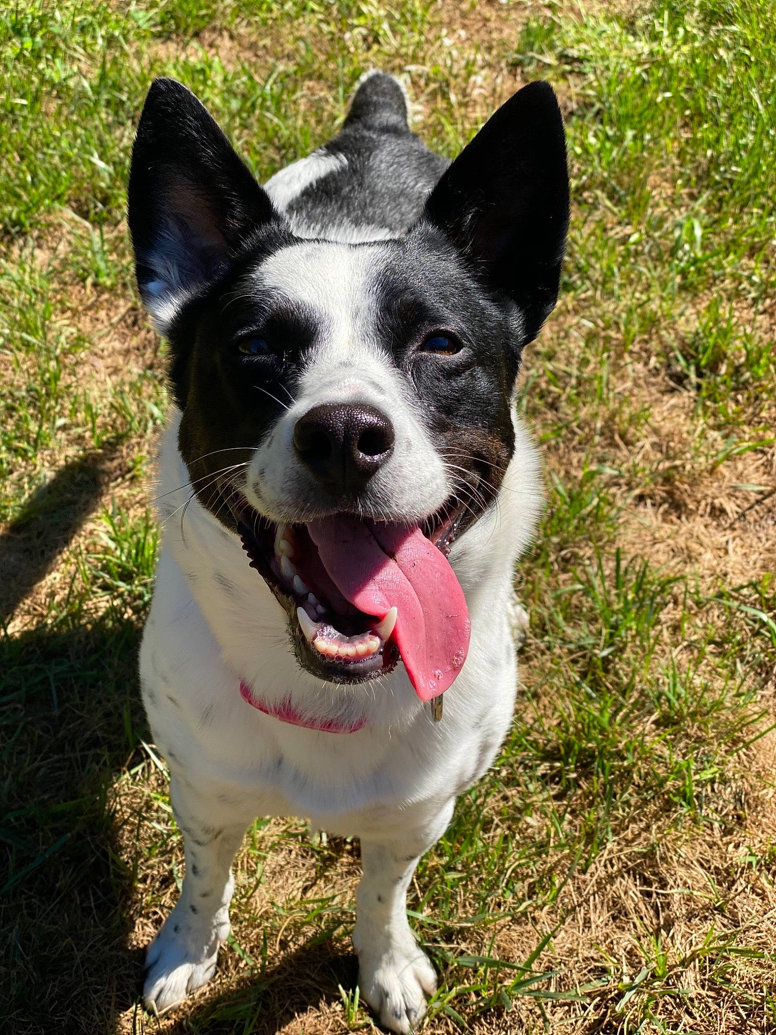 Gracie Mae joined the competition — help win amazing prizes! canidae, carnivore, collar, companion_dog, dog, dog_breed, dog_collar, grass, grass_family, hunting_dog, jaw, non_sporting_group, pet_supply, snout, sporting_group, terrier, tongue, working_animal, working_dog