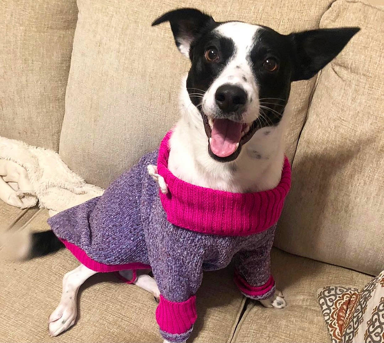 Gracie Mae joined the competition — help win amazing prizes! canidae, carnivore, collar, companion_dog, dog, dog_breed, dog_clothes, dog_collar, dog_supply, fur, pet_supply, snout, sporting_group, sweater, terrier, tongue, vertebrate, whiskers, working_animal, working_dog