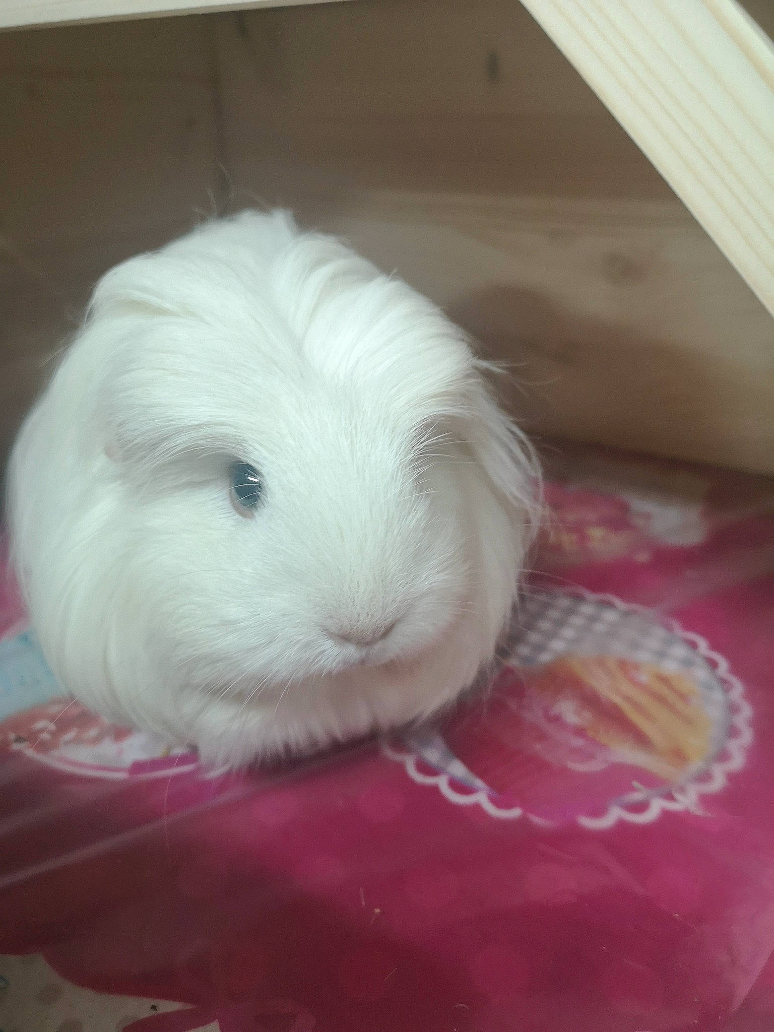 Lowlie a rejoint le concours — aidez-le/la à gagner de superbes lots ! angora_rabbit, domestic_rabbit, fur, guinea_pig, rabbit, rabbits_and_hares, rodent, skin